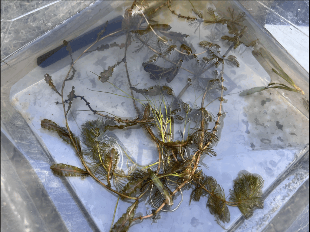 Gunpowder RIVERKEEPER® Receives Submerged Aquatic Vegetation Training