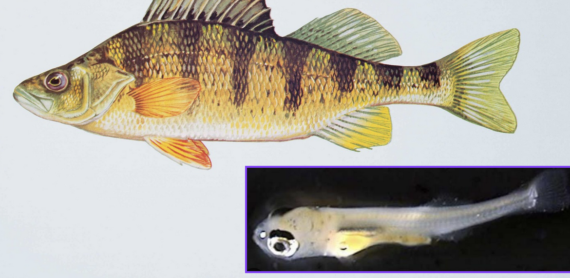 Gunpowder RIVERKEEPER® Partners with MDNR Fisheries for Larval Fish and Egg Surveying: Volunteers Needed!