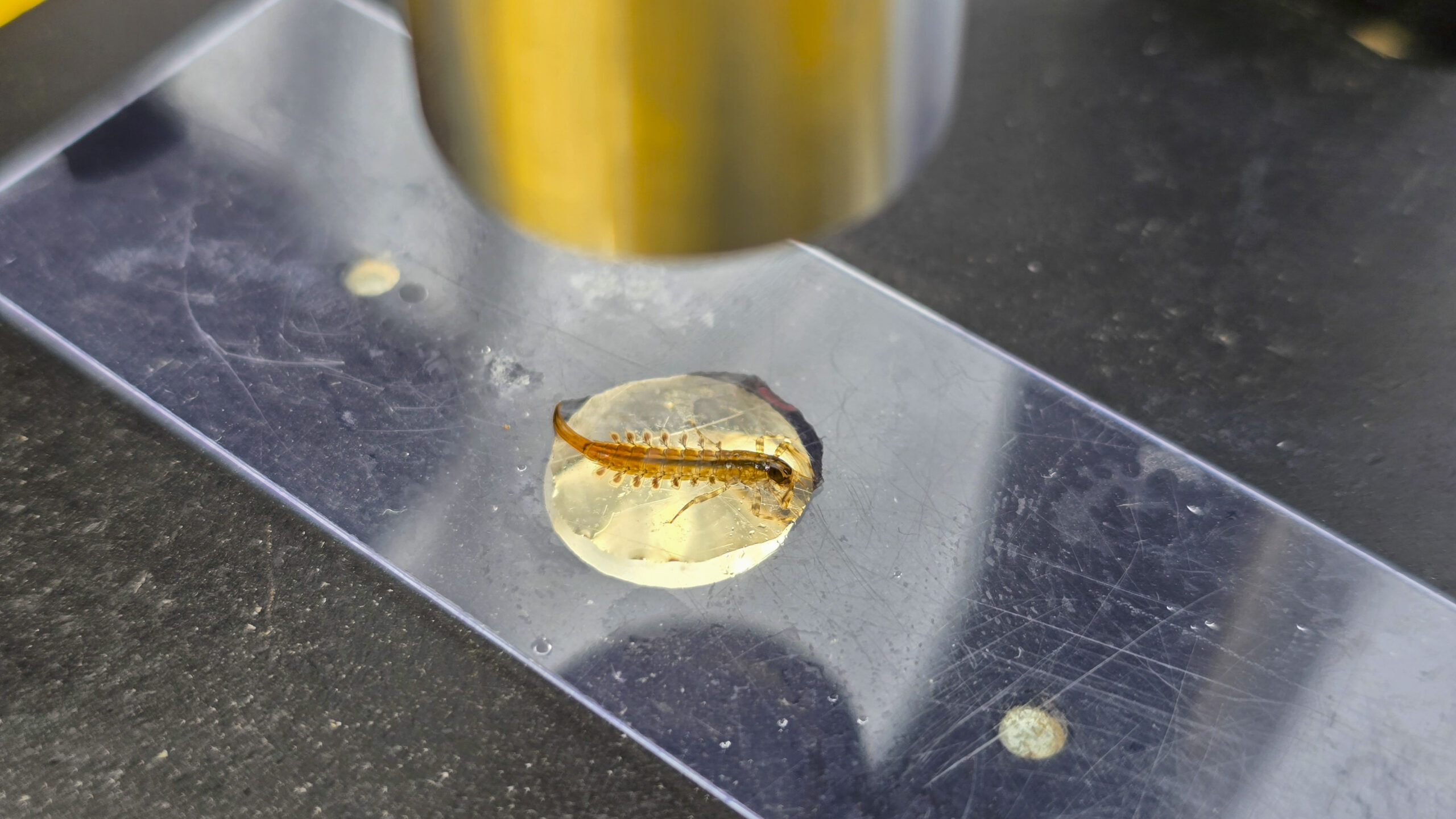 Gunpowder RIVERKEEPER® Staff and Volunteers Receive Benthic Macroinvertebrate Training from Patapsco Heritage Greenway and Izaak Walton League of America