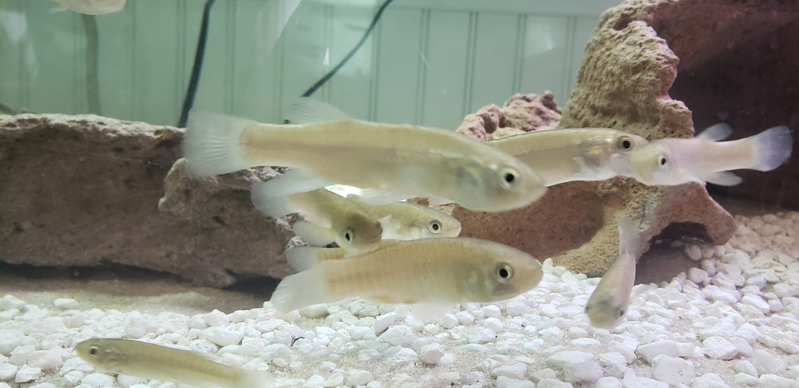 Sparks Bank Nature Center Receives New Residents: Killifish!