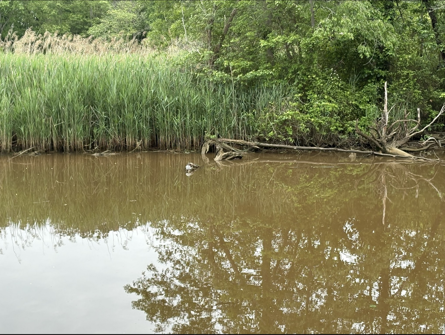 Bacterial Sources in the Gunpowder River