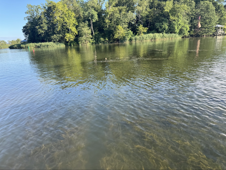 Gunpowder RIVERKEEPER® Tidal Basin Bacteria Results, July 31st 2026