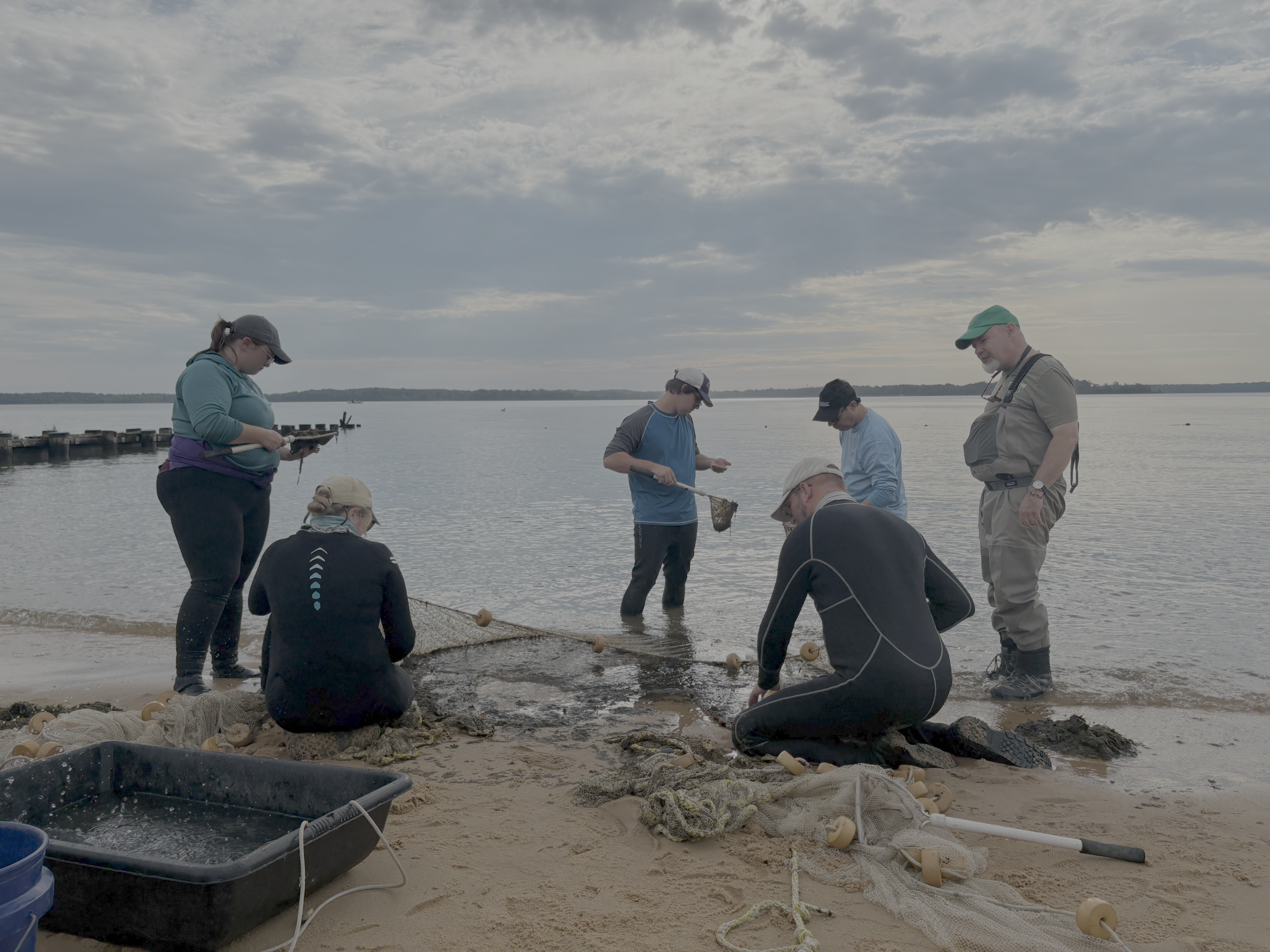 Gunpowder RIVERKEEPER® Continues Collaboration With MDNR Fisheries in Beach Seine Sampling at Hammerman State Park
